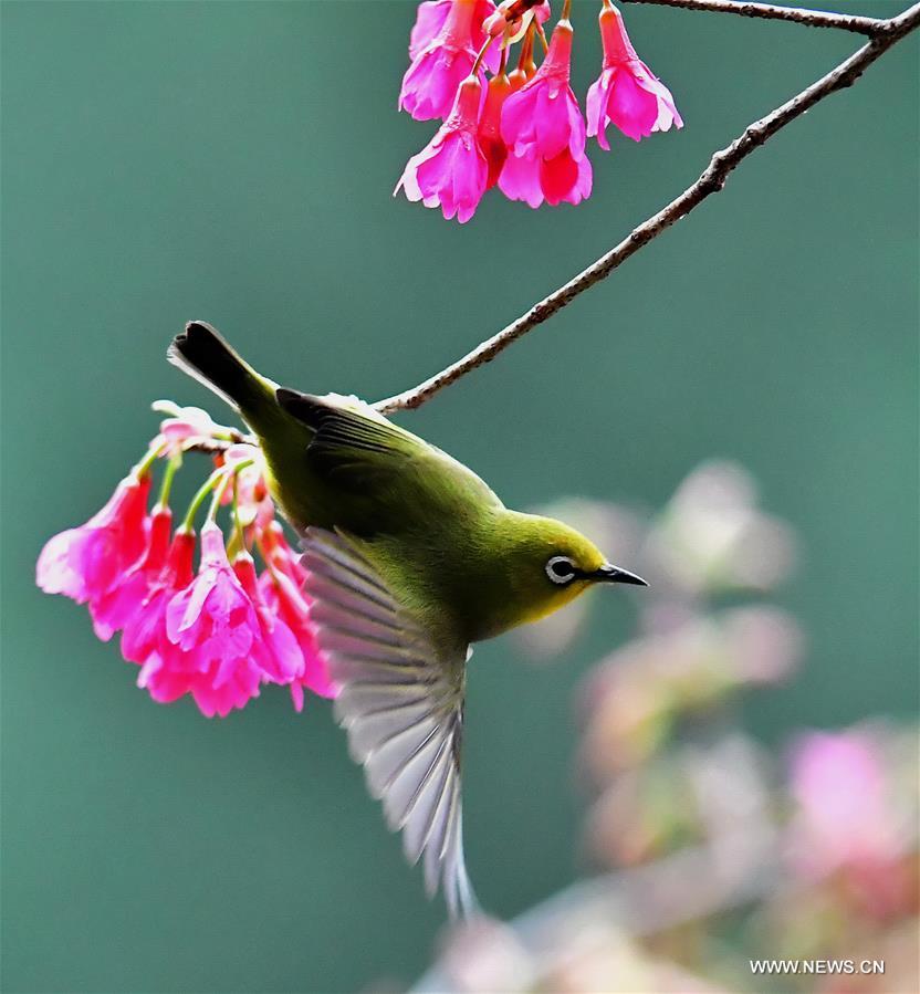 CHINA-FUJIAN-CHEERY BLOSSOM-BIRDS (CN)