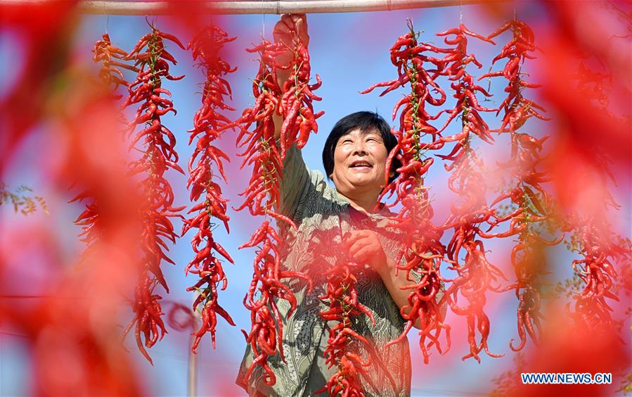 #CHINA-AUTUMN-FARM WORK (CN)