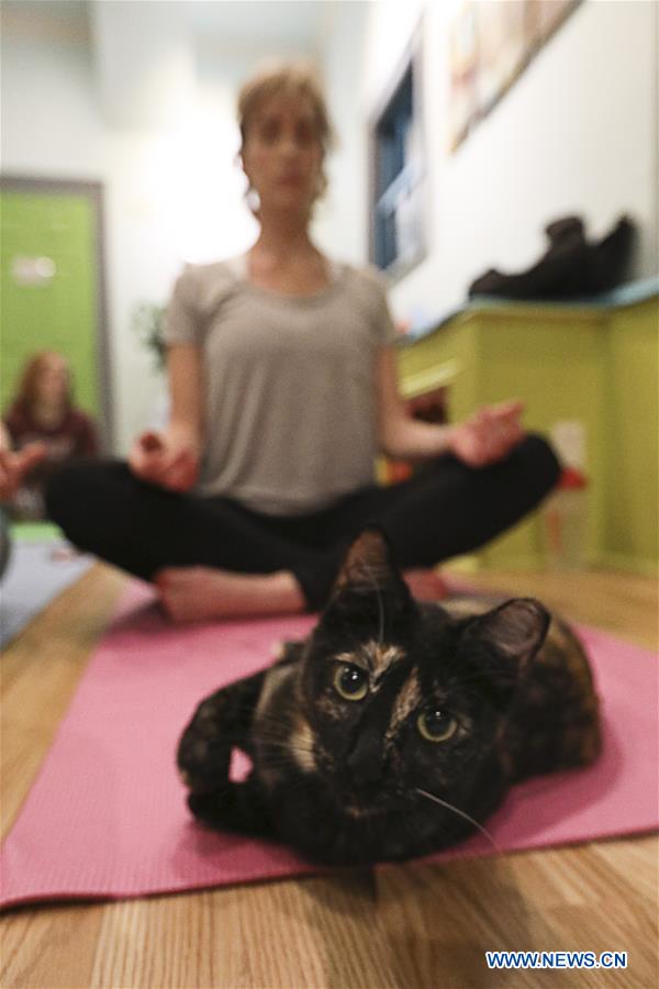 U.S.-HOUSTON-YOGA-CATS