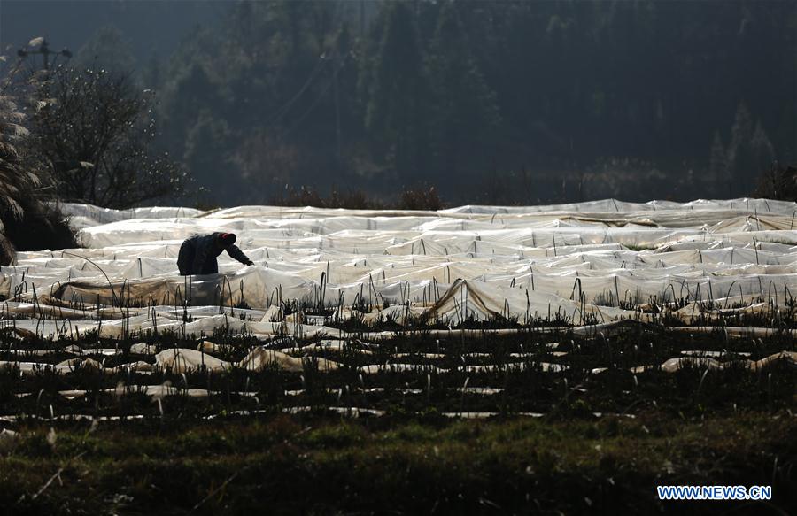 #CHINA-EARLY SPRING-AGRICULTURE (CN)