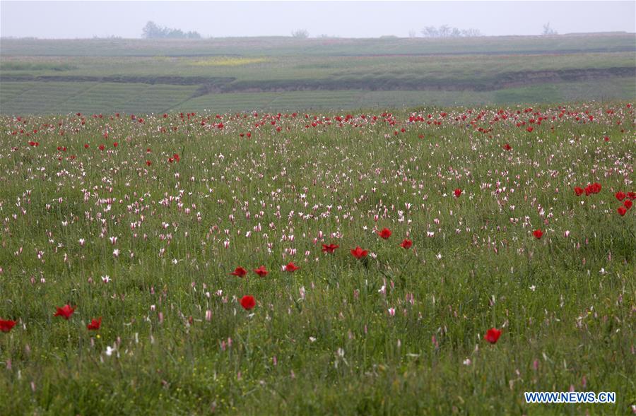 KASHMIR-SRINAGAR-SCENERY-WILD FLOWERS