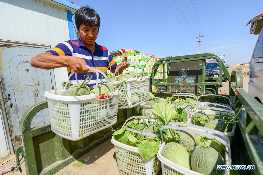 CHINA-XINJIANG-TURPAN-FRUIT-HARVEST (CN)