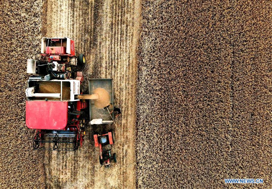 CHINA-HENAN-WHEAT-HARVEST (CN)