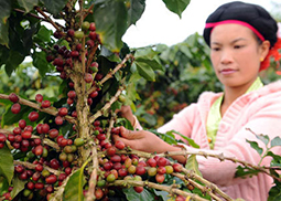 云南省創新農產品品牌 不斷提高知名度