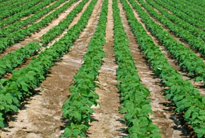 多項改革齊發(fā)力 農(nóng)村有望迸發(fā)新活力