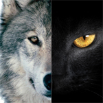 探針 | 2016：雙極，雙11