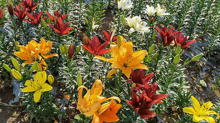 【圖集】第三屆中國凌源百合節：含芳吐蕊待客來