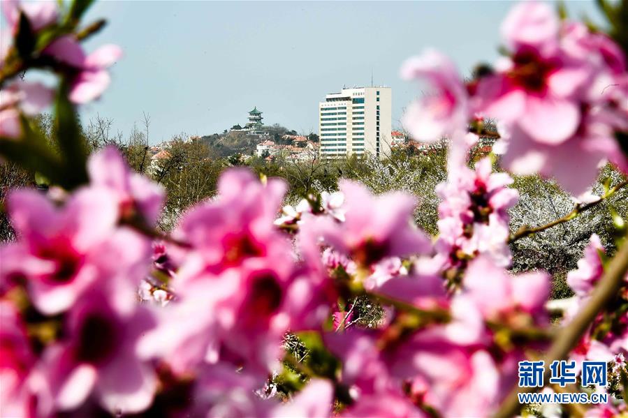 （春季美麗生態）（2）青島賞花會啟幕