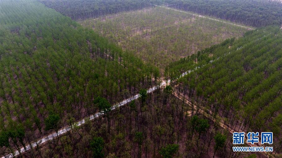 （在習(xí)近平新時(shí)代中國特色社會主義思想指引下——新時(shí)代新氣象新作為·圖文互動）（1）河南民權(quán)：三代造林人接力68年播綠黃河故道