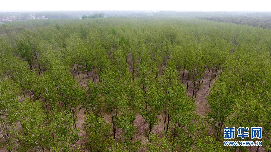 (在習(xí)近平新時(shí)代中國特色社會主義思想指引下——新時(shí)代新氣象新作為·圖文互動)(2)河南民權(quán):三代造林人接力68年播綠黃河故道