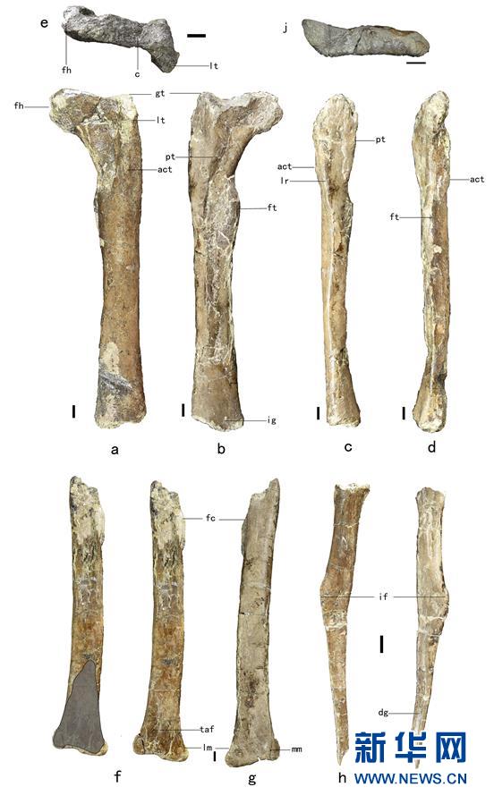 （XHDW·圖文互動）（2）山東諸城發現小型獸腳類恐龍“趙氏怪腳龍”