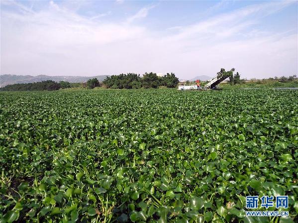 （圖文互動）（4）“白練”變“黑龍”，江河變“草原”－－粵東母親河為何污染20多年難治理？