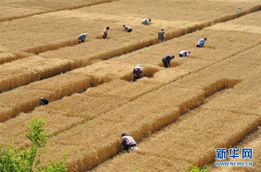 (經(jīng)濟(jì))(2)把脈“渤海糧倉(cāng)”促增產(chǎn)