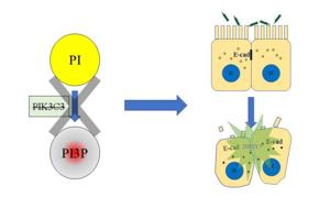PI3P缺失導致上皮細胞連接破壞，最終招募中性粒細胞，發生急性炎癥