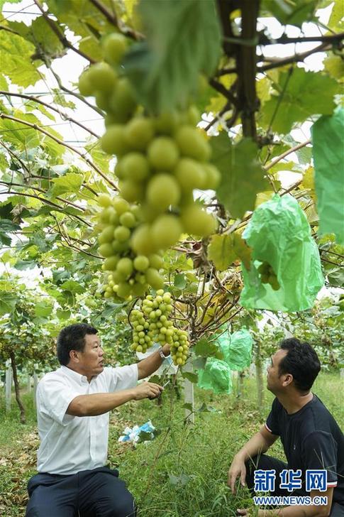 (豐收的味道·圖文互動(dòng))(2)露濃壓架葡萄熟——江蘇灌南縣葡萄產(chǎn)業(yè)“變身記”