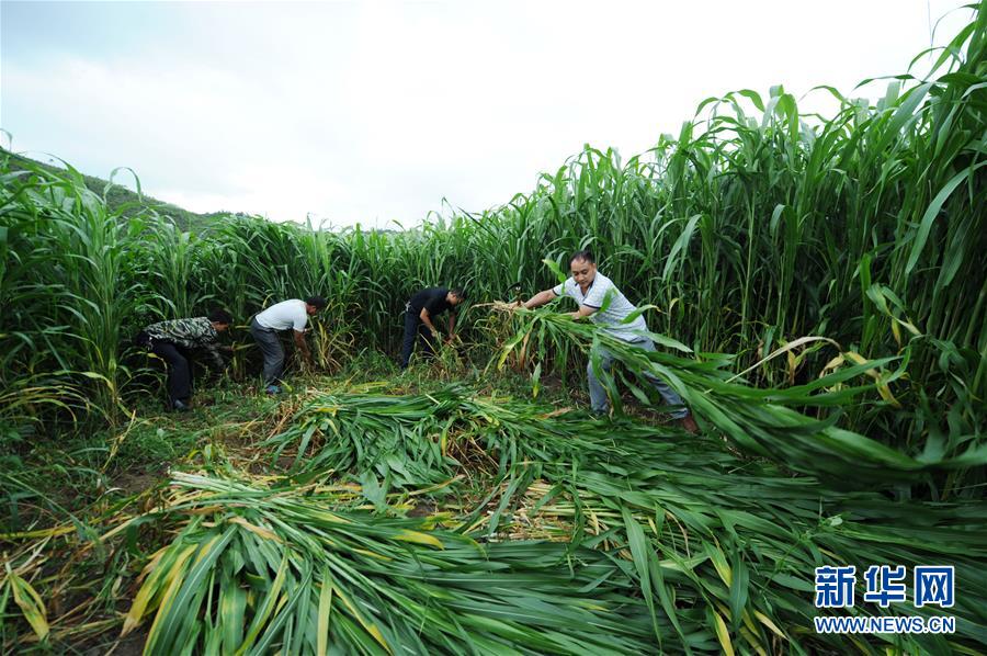 （在習(xí)近平新時(shí)代中國特色社會(huì)主義思想指引下——新時(shí)代新作為新篇章·圖文互動(dòng)）（6）三年村干部 一世農(nóng)村情——記貴州石阡農(nóng)村扶貧干部