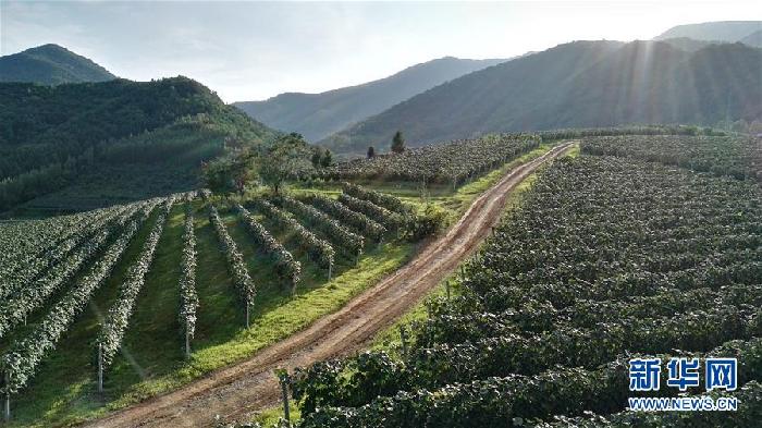 （百城百縣百企調(diào)研行·圖文互動）（7）吉林集安：邊陲“綠色明珠”為何如此閃亮？