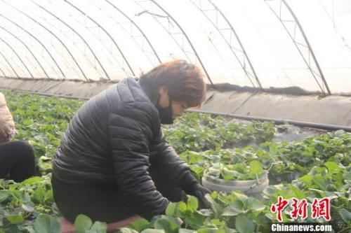 正值隆冬時節，山西省長治市長子縣天寒地凍，最低氣溫已有零下十幾度，當地的蔬菜大棚內卻“春意盎然”、生機勃勃。　王維寧 攝