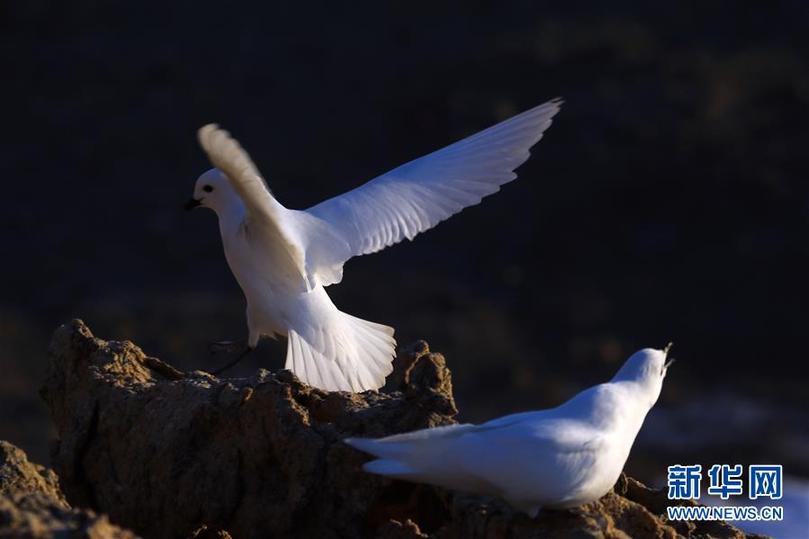(第35次南極科考·圖文互動)(1)中國首次利用紅外相機自動監測南極雪海燕