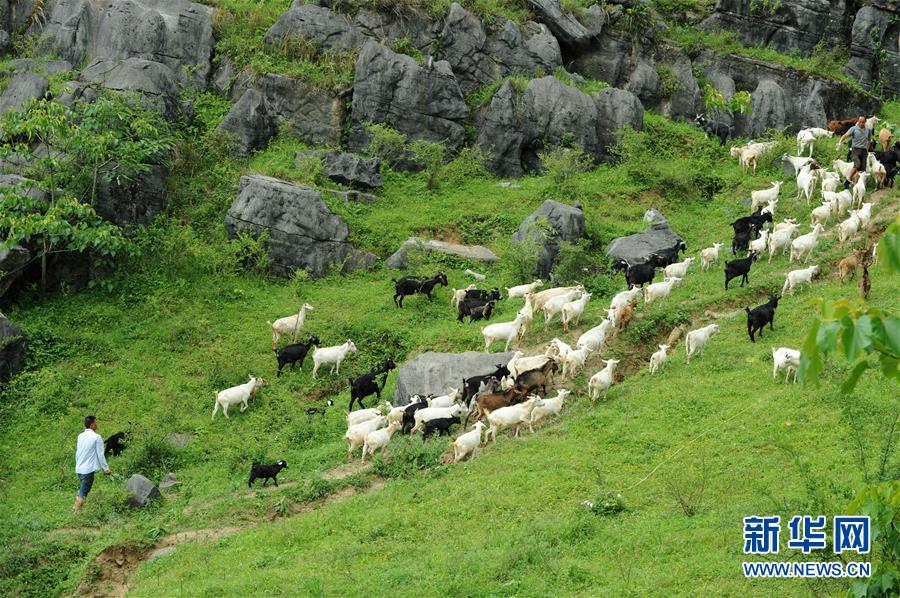 (兩會前夕看落實·圖文互動)(2)決戰脫貧攻堅 奮力后發趕超——貴州落實習近平總書記全國兩會重要講話精神紀實