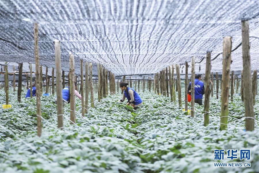 (在習近平新時代中國特色社會主義思想指引下——新時代新作為新篇章·圖文互動)(3)紅土高原上掀起“綠色旋風”