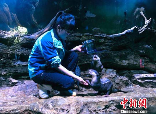 “90后”女馴養師:為“挑食”伙伴做美食親密似家人