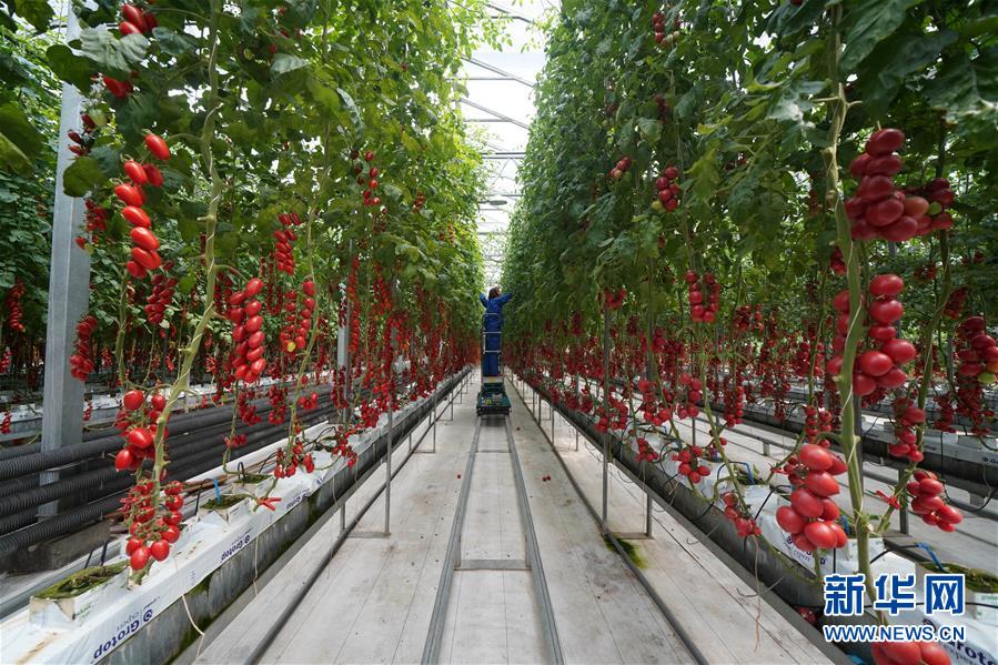 (壯麗70年·奮斗新時代·圖文互動)(12)山東壽光:一棵“菜”興一座城