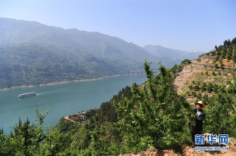 （在習近平新時代中國特色社會主義思想指引下——新時代新作為新篇章）（12）重慶巫山：“生態寶貝”變身“搖錢樹”