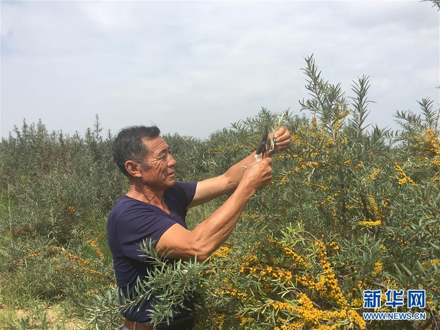 (權(quán)威訪談·聚焦中國經(jīng)濟亮點·圖文互動)(4)防治土地荒漠化 推動綠色發(fā)展——專訪國家林業(yè)和草原局副局長劉東生