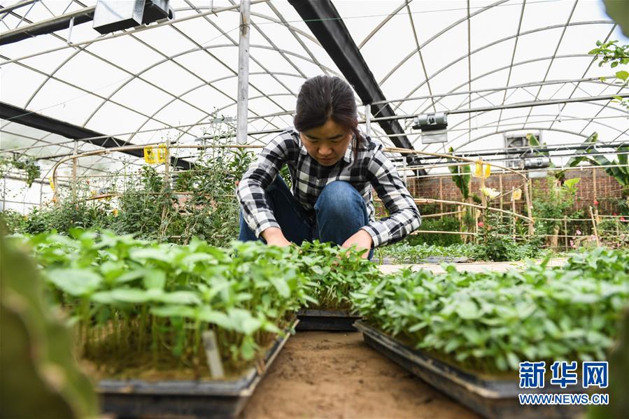 (權(quán)威訪談·聚焦中國經(jīng)濟亮點·圖文互動)(5)防治土地荒漠化 推動綠色發(fā)展——專訪國家林業(yè)和草原局副局長劉東生