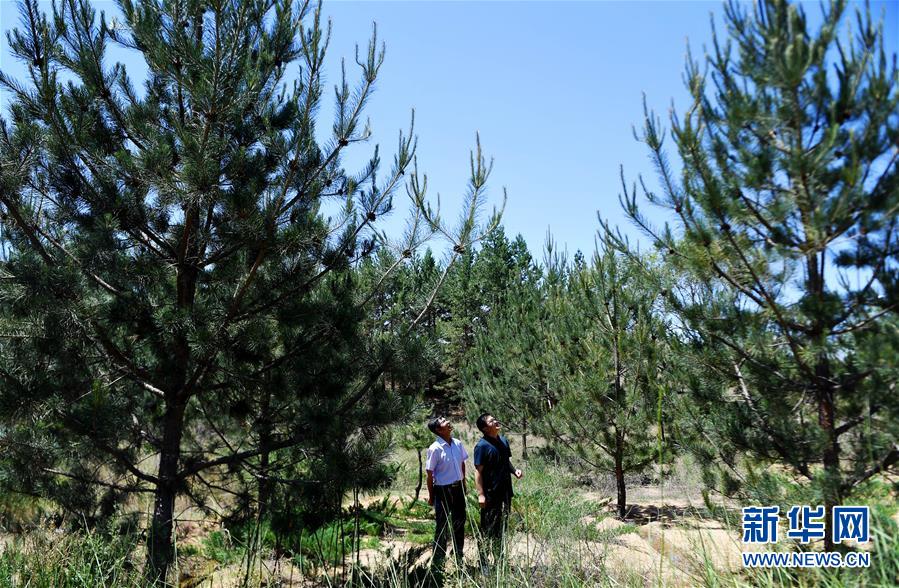 (壯麗70年·奮斗新時(shí)代·圖文互動)(7)毛烏素治理:眾志縛流沙 塞外展新顏