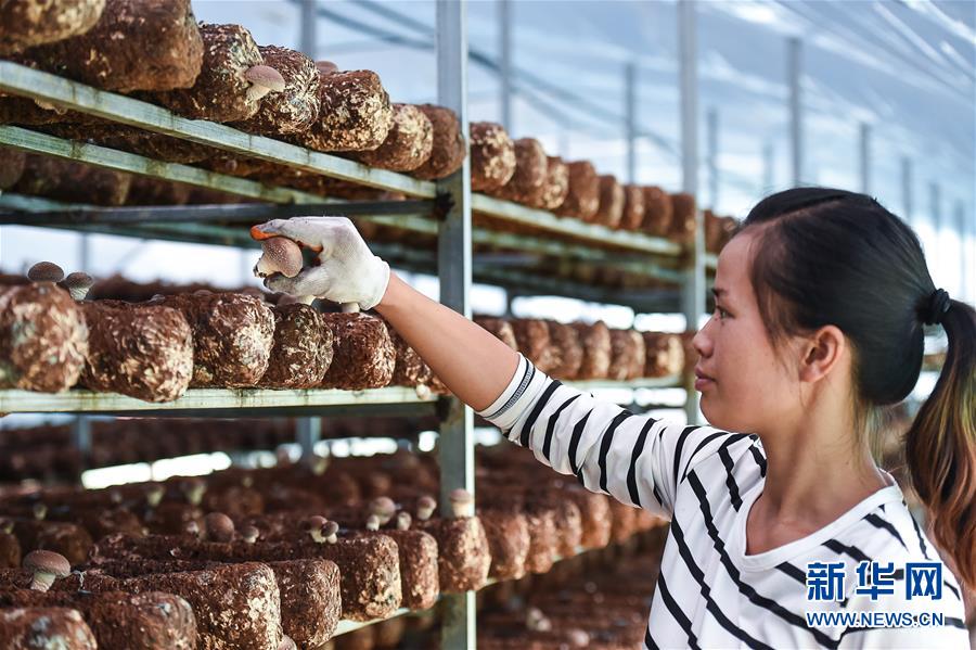 (壯麗70年·奮斗新時代——共和國發展成就巡禮·圖文互動)(8)多彩貴州闖新路