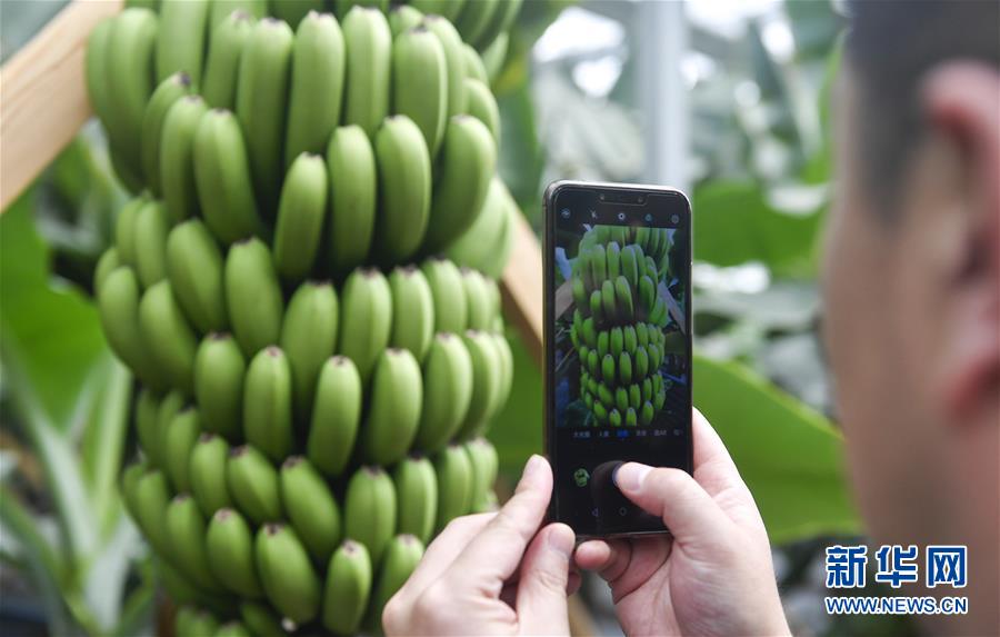 (在習(xí)近平新時(shí)代中國(guó)特色社會(huì)主義思想指引下——新時(shí)代新作為新篇章·圖文互動(dòng))(1)吉林萬(wàn)昌現(xiàn)代農(nóng)業(yè)發(fā)展先導(dǎo)區(qū)“三變”