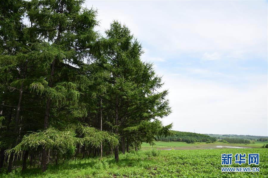 （在習近平新時代中國特色社會主義思想指引下——新時代新作為新篇章·圖文互動）（1）向林木要錢，讓綠樹生金——黑龍江省拜泉縣發展綠色經濟助脫貧