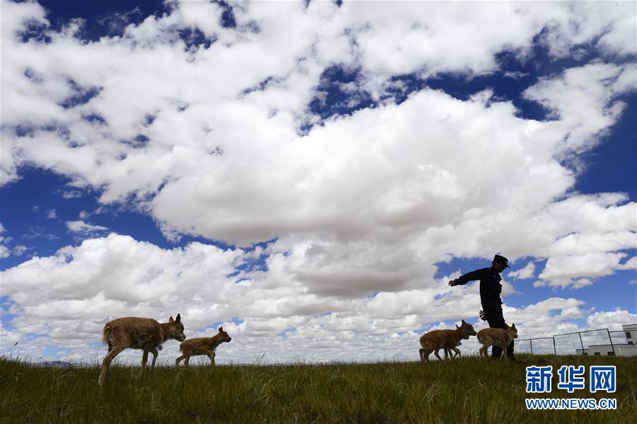 (今日關(guān)注·第一屆國家公園論壇·圖文互動)(5)首個國家公園什么樣?專家?guī)阆?ldquo;睹”為快