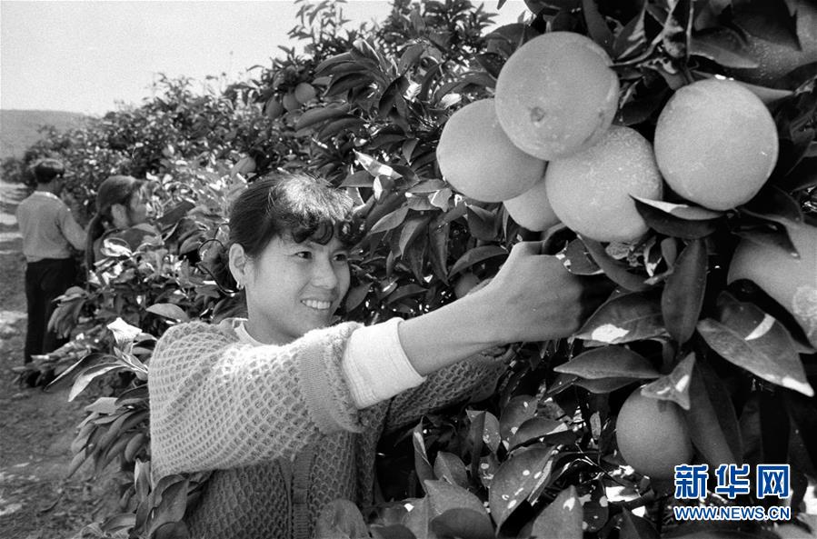 (紅土地“往事新說”·圖文互動)(3)昔日房前“一棵苗” 今朝引來橙滿枝