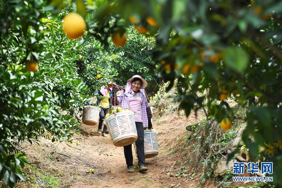 (紅土地“往事新說”·圖文互動)(5)昔日房前“一棵苗” 今朝引來橙滿枝