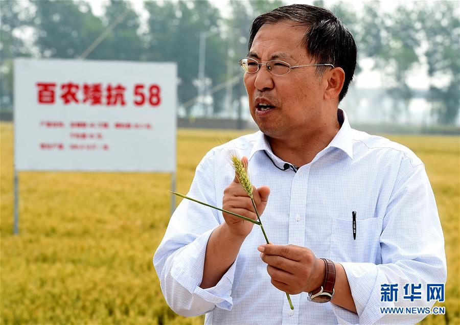 （新華全媒頭條·圖文互動）（15）大國糧倉的新時代交響——河南農業70年觀察