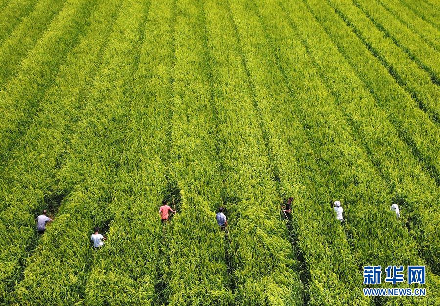 (全面深化改革·圖文互動)(1)“減”出效益 “融”出特色 “服”出動力——貴州推進農村產業結構調整觀察