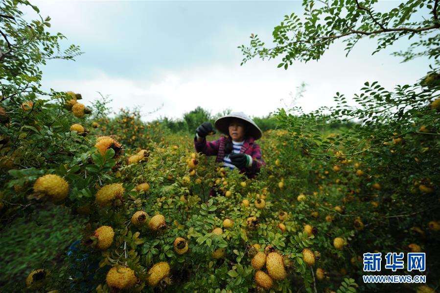 (全面深化改革·圖文互動)(3)“減”出效益 “融”出特色 “服”出動力——貴州推進農村產業結構調整觀察