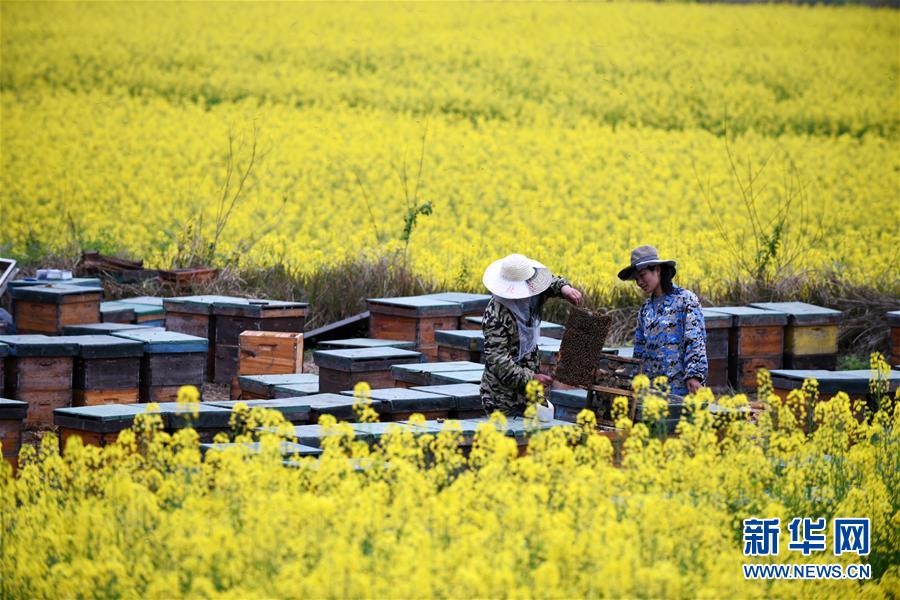 (全面深化改革·圖文互動)(8)“減”出效益 “融”出特色 “服”出動力——貴州推進農村產業結構調整觀察