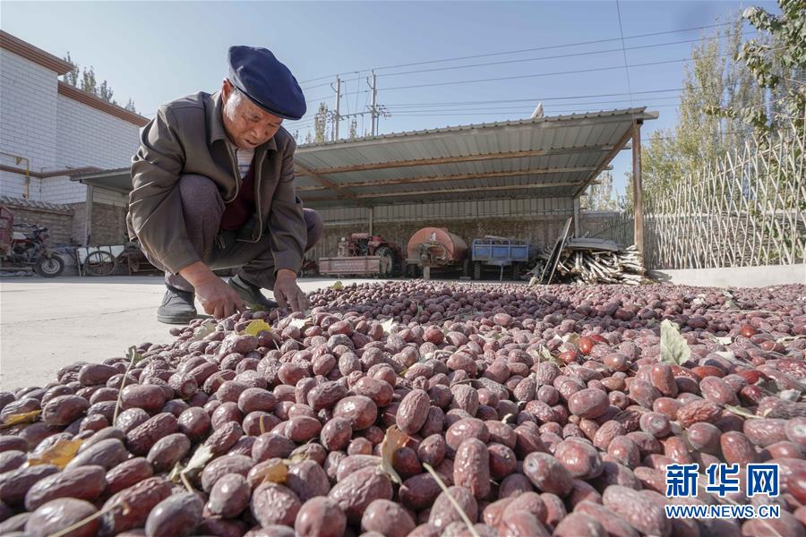 （新華全媒頭條）（1）沙海之邊一片紅——一粒棗和“第一大縣”的故事