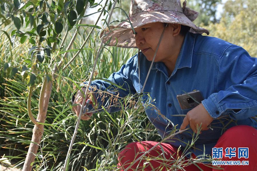 （新華全媒頭條·圖文互動）（4）塔克拉瑪干的“播綠使者”——中科院新疆生態與地理研究所高級工程師常青的故事