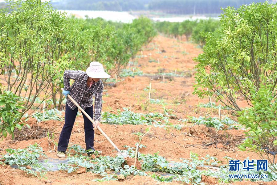 （抓好春耕備耕 穩住農業生產·圖文互動）（6）農時不等人 扶貧不能拖——種瓜大村春耕生產見聞 