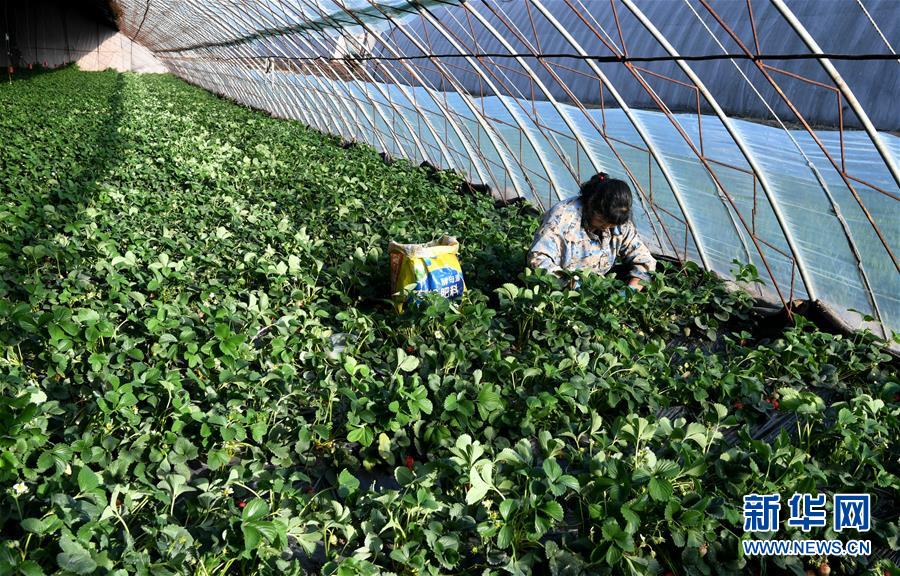 （在習近平新時代中國特色社會主義思想指引下——新時代新作為新篇章·習近平總書記關切事·圖文互動）（3）戰(zhàn)“疫”要勁時，戰(zhàn)“貧”再加把勁！——中央各部門助力脫貧攻堅很給力