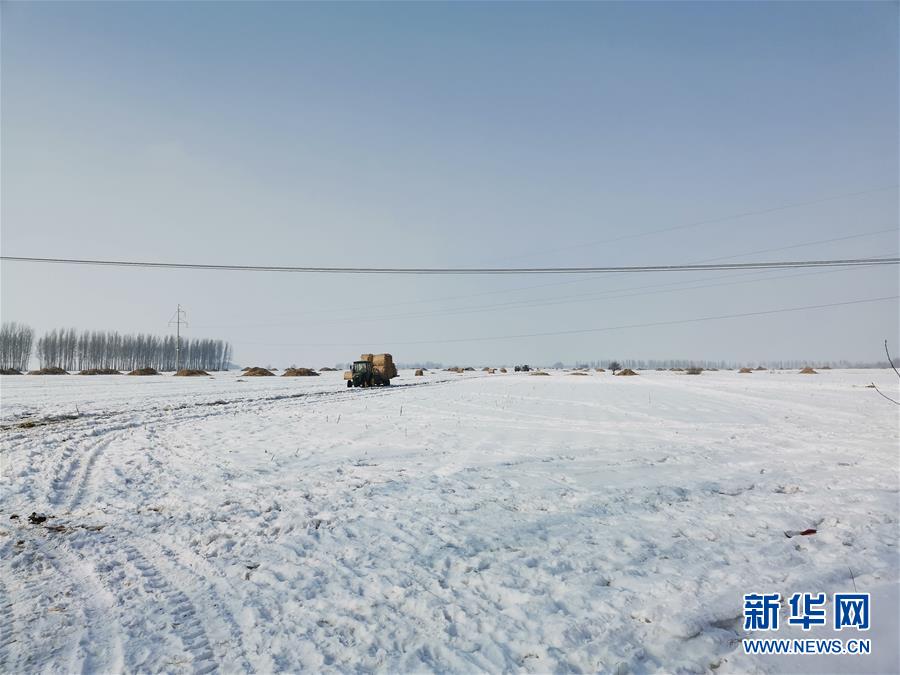 (抓好春耕備耕 穩住農業生產·圖文互動)(2)土地找“管家” 線上保春耕——黑龍江省蘭西縣農業生產托管服務見聞
