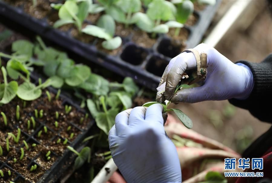 (新華全媒頭條·圖文互動)(4)春色最濃在田間——來自全國春耕備耕的現(xiàn)場觀察