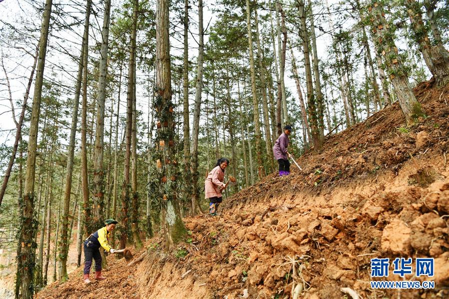 (決戰決勝脫貧攻堅·圖文互動)(4)天然“寶貝”促增收——貴州錦屏縣培育扶貧產業見聞