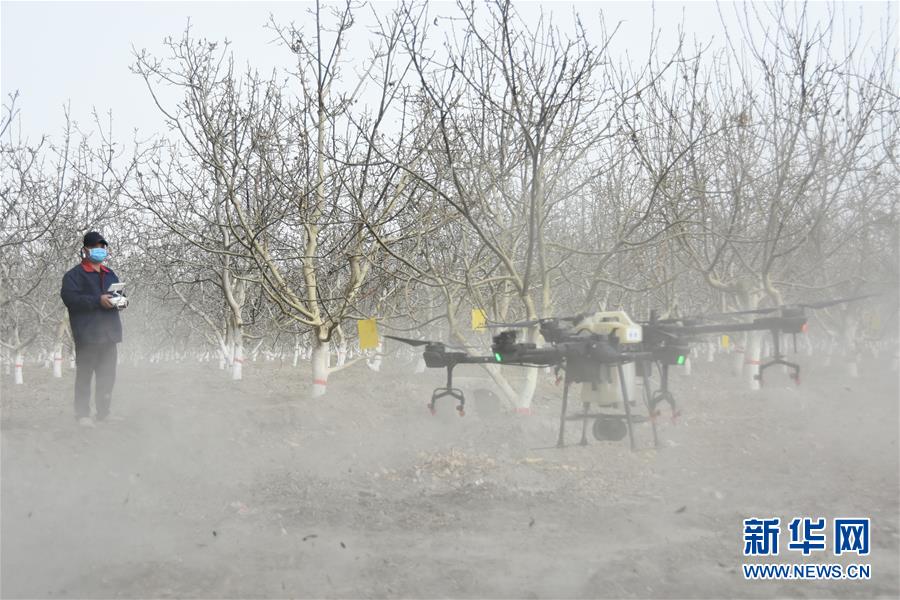（決戰決勝脫貧攻堅·圖文互動）（1）南疆林果合作社百人技術隊的“核桃雄心”