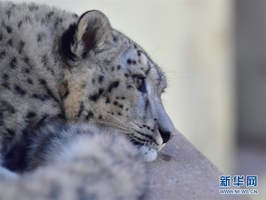 (圖文互動)(2)人工繁育雪豹雙胞胎首次亮相西寧野生動物園